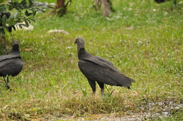 Black vulture. Eating carrion black bird with a sense of smell and a head without feathers