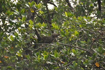 Three-fingered sloth, hanging from a tree in a jungle in Central America. Panama.