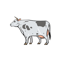 Cow with spots, farm animal line icon. Vector stylized isolated color image.