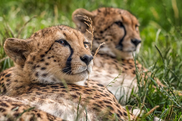 Cheetah