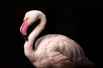 Pink flamingo - obrazy, fototapety, plakaty