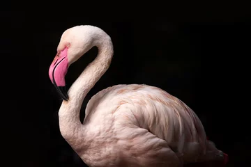 Gordijnen Roze flamingo © rebius