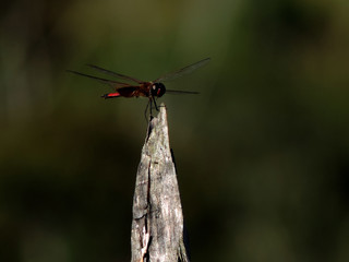 barbacena minas gerais