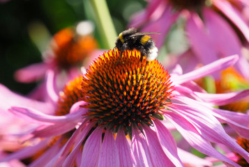 flower Echinacea with bee