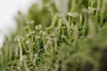Fototapeta na wymiar Forest moss in winter. Plant closeup