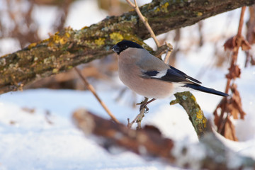 Eurasian bullfinch sits on a branch in a clearing in the winter forest park.