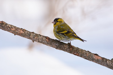 Siskin sits on a larch branch in a clearing in a spring forest park.