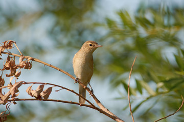 Marsh warbler sits on a dry branch of a weeping willow in the middle of a summer meadow.