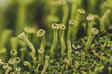 Forest moss in winter. Plant closeup