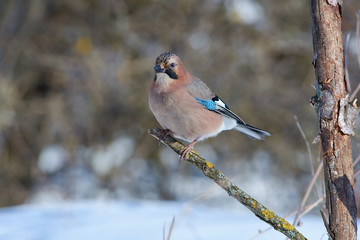 Eurasian jay sits on a branch covered with lichen on a clearing in the winter forest park.