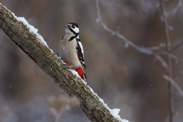 Great spotted woodpecker sits on an oak branch covered with snow in a clearing in the winter forest park.