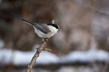 Willow tit sits on a branch in a clearing in the winter forest park.