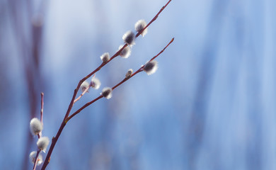 Pussy-willow branches with catkins, spring background, text space
