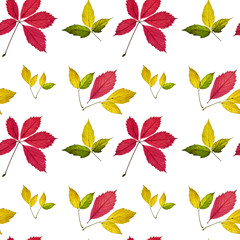 seamless autumn pattern of red, green and yellow leaves on white isolated background