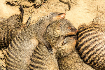 Cuddling Meerkats