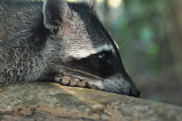 Raccoon, the bouncing pet in the Manuel Antonio National Park in Costa Rica.