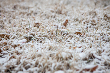 Snow covered leaves. Frist snow