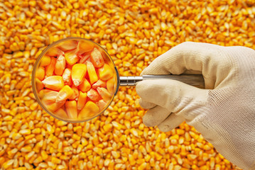 Scientist examining quality of harvested corn seed kernels