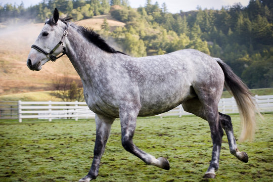 Grey horse galloping in a fenced paddock.