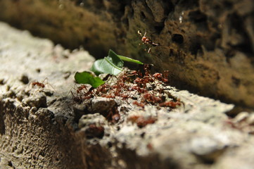 Leaf Cutting ants collect stock, leaf fragments for mushroom growing in Central American jungle. Panama.