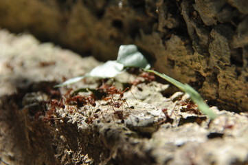 Leaf Cutting ants collect stock, leaf fragments for mushroom growing in Central American jungle. Panama.