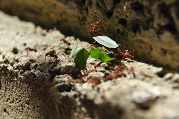 Leaf Cutting ants collect stock, leaf fragments for mushroom growing in Central American jungle. Panama.