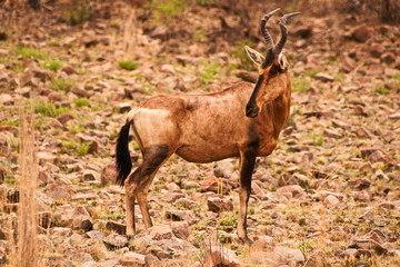 A lone Red Hartebeest standing alert aware of activity behind