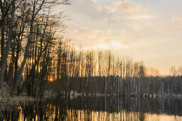 Sunset behind the Trees
