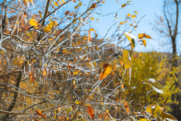 Sun Valley Idaho Frost Fall Leaves