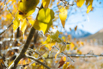 Sun Valley Idaho Frost Fall Leaves 2