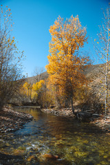 Sun Valley Idaho Fall Colors 3