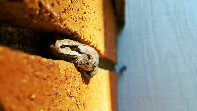 frog