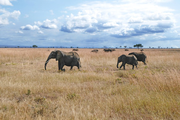 Fototapeta na wymiar Herd of elephants Tanzania safari