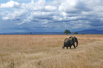 Obraz premium Elephant on a field Tanzania