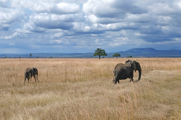 Fototapeta na wymiar Elephant family Tanzania