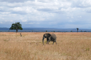 Fototapeta na wymiar Elephant on a field Tanzania