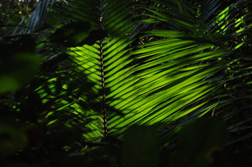 Leaves of tropical plants, palms in the sunshine at the bottom of a forest in the jungle.