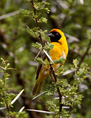 Southern Masked Weaver perching on the branch of a thorn tree.