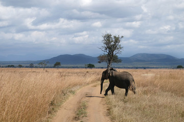 Elephant on a field Tanzania