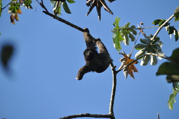 Three-fingered sloth, hanging from a tree in a jungle in Central America. Panama.