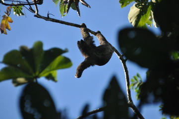 Three-fingered sloth, hanging from a tree in a jungle in Central America. Panama.