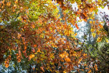 Naklejka na ściany i meble Beautiful fall color of a big maple tree