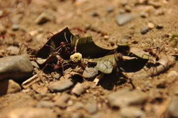 Leaf Cutting ants collect stock, leaf fragments for mushroom growing in Central American jungle. Panama.