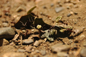 Leaf Cutting ants collect stock, leaf fragments for mushroom growing in Central American jungle. Panama.