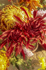 background of flowers