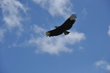 Black vulture. Eating carrion black bird with a sense of smell and a head without feathers