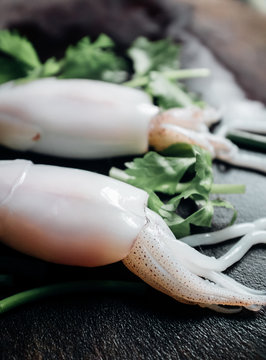 seafood squid