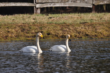 Mute Swan. Large white water bird. Floating on the lake