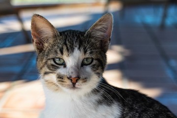 Portrait of tabby cat kitten