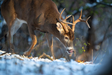 A close-up of a buck whitetail deer with his nose to the ground.